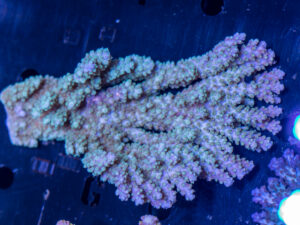 Acropora
