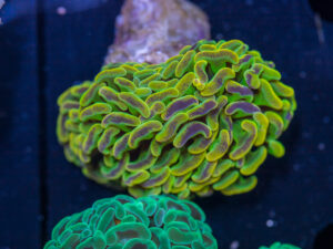 Hammer - Branching - Neon Pulse