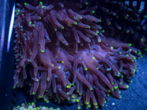 Bubble Tip Anemone - Candy Apple