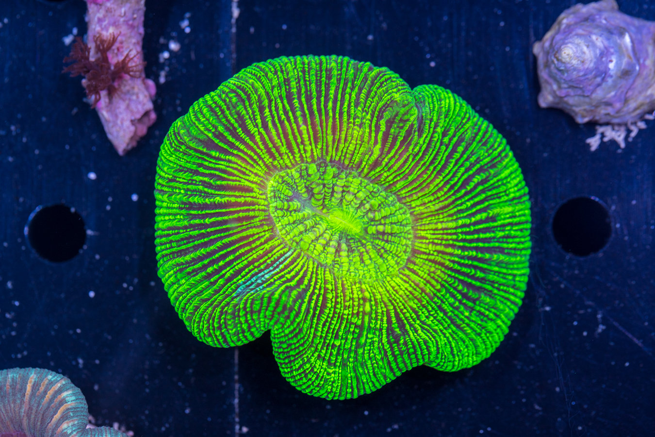 Trachyphyllia 1 Trachyphyllia