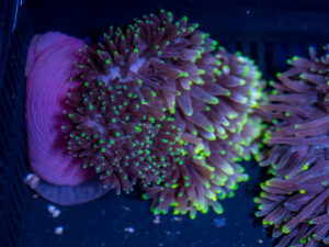 Bubble Tip Anemone - Candy Apple