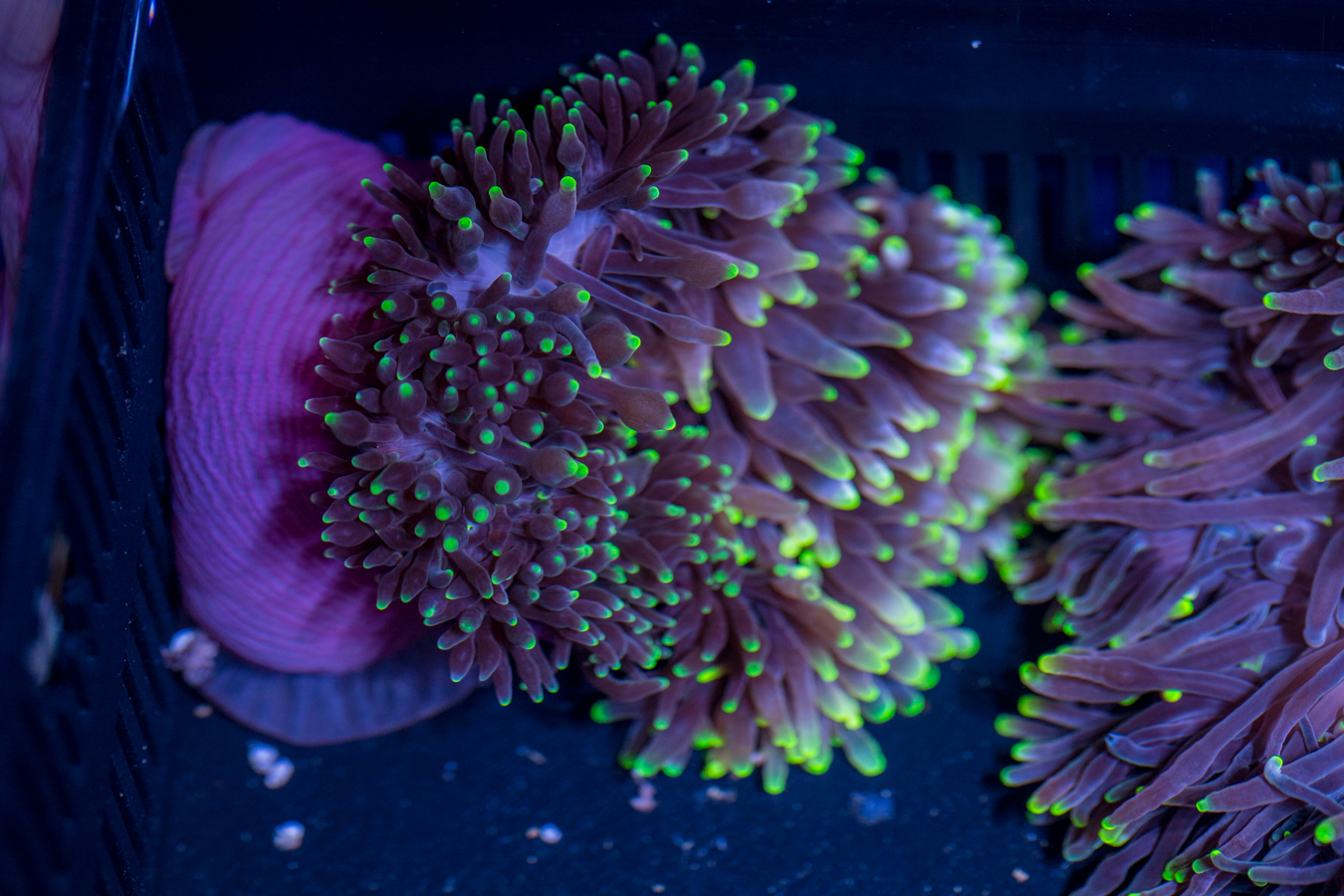 Bubble Tip Anemone - Candy Apple 1 Bubble Tip Anemone - Candy Apple