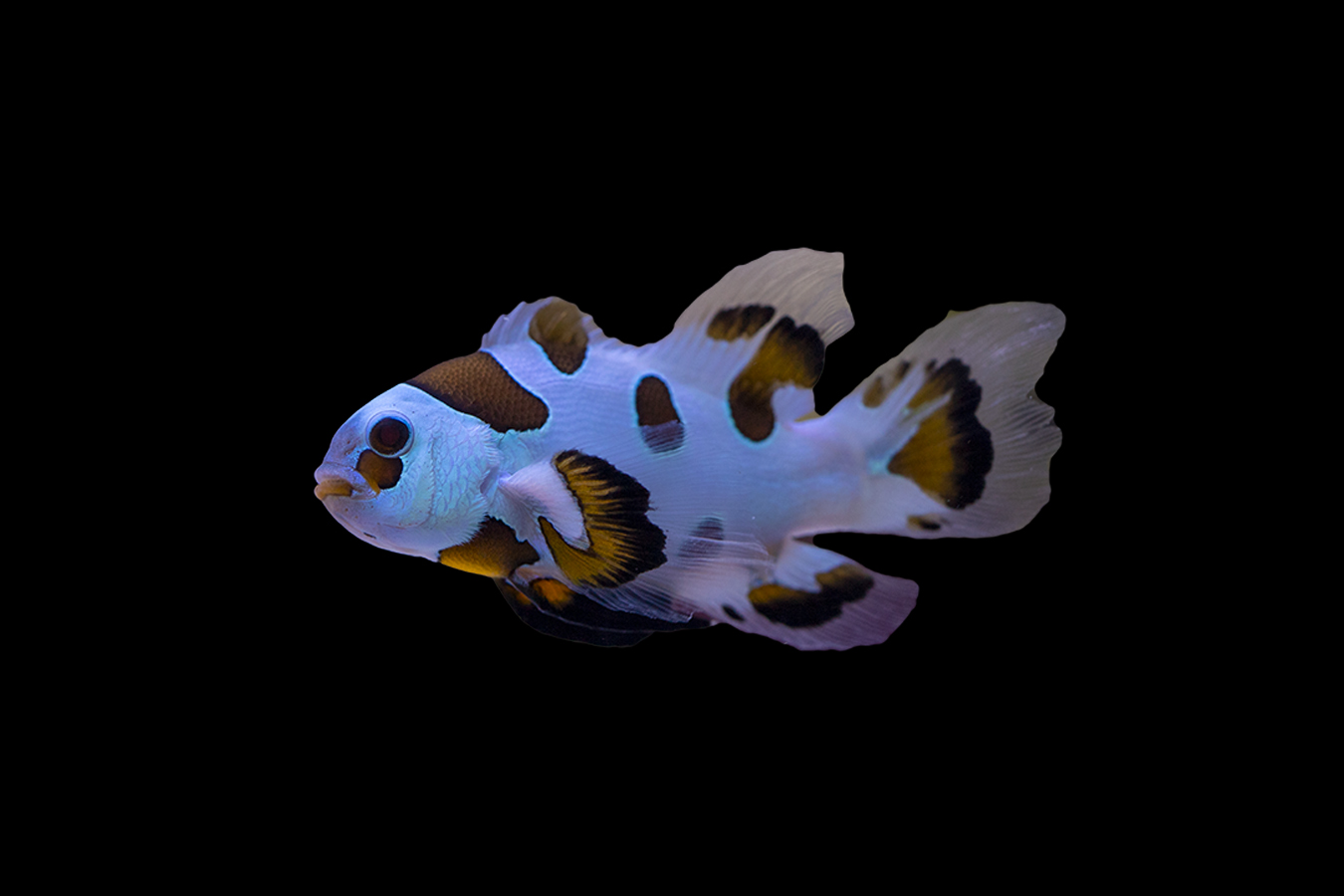 Longfin Mocha Storm Clownfish 1 Longfin Mocha Storm Clownfish