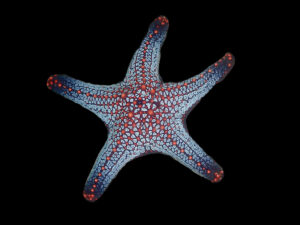Penta Starfish
