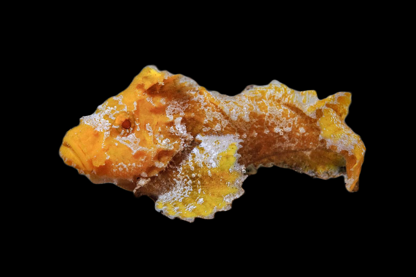 Pillow Velvetfish 1 Pillow Velvetfish