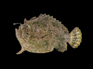 Cart 4 Spot-tail Anglerfish