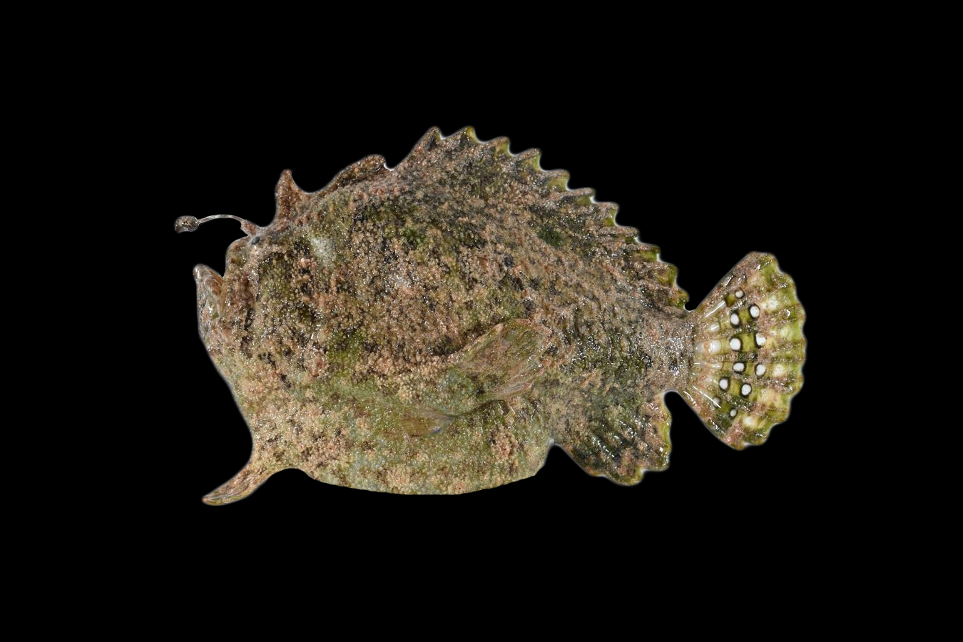 Spot-tail Anglerfish 1 Spot-tail Anglerfish