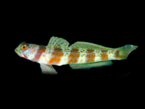 Blotched Shrimp Goby
