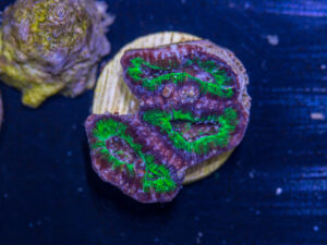 C05 - Acan
