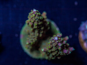 C19 - Acropora
