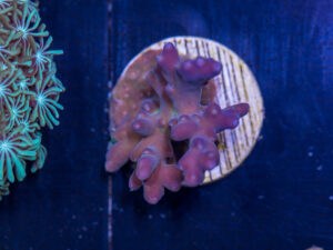 D04 - Acropora