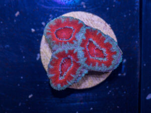 D07 - Acan