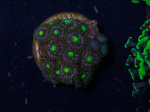D20 - Zoanthids