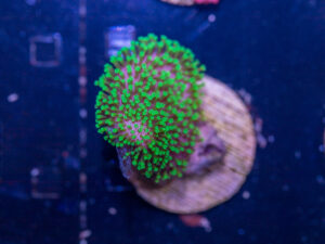 I14 - Toadstool Leather