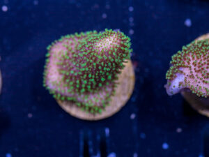 L11 - Toadstool Leather