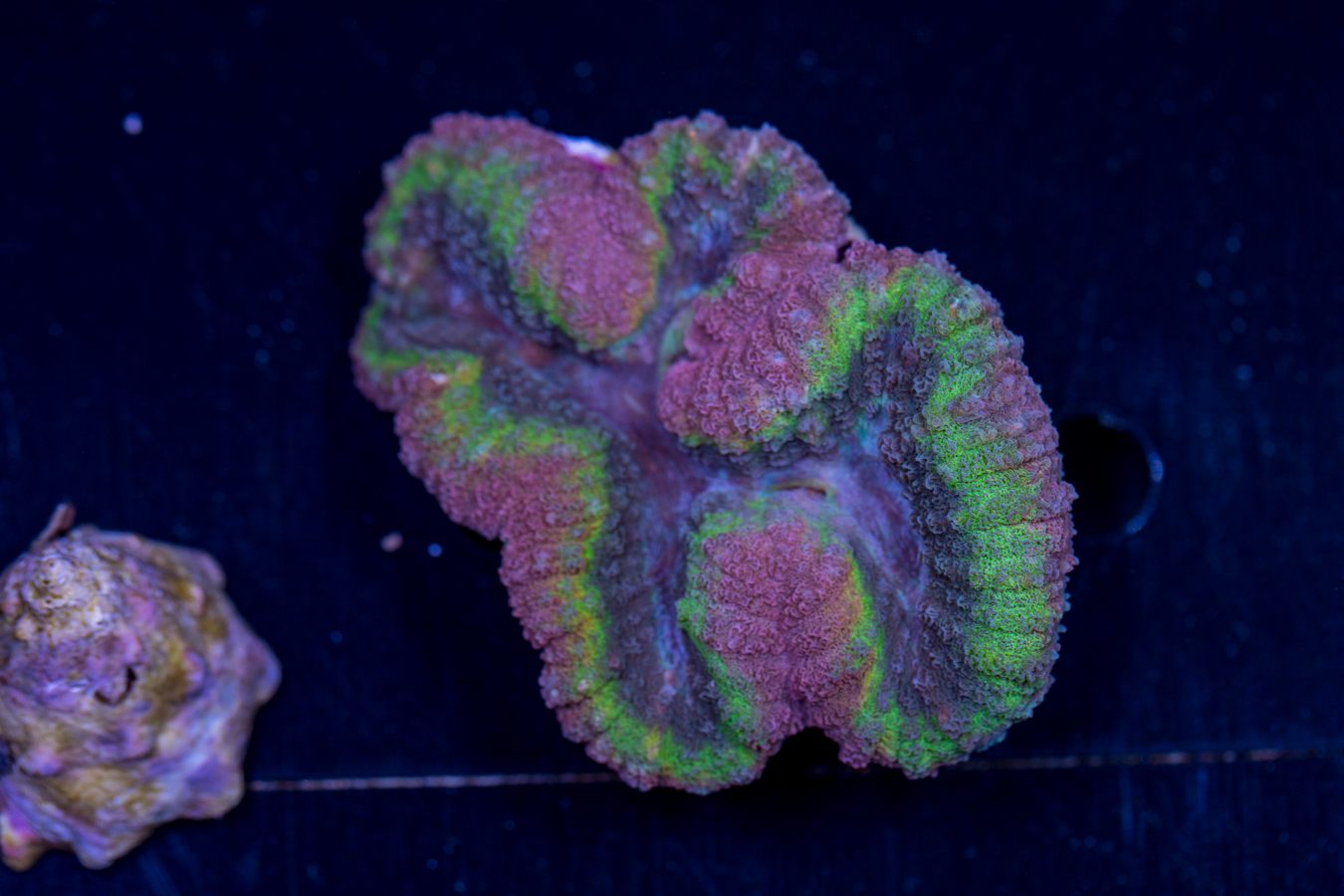 Lobophyllia 1 Lobophyllia