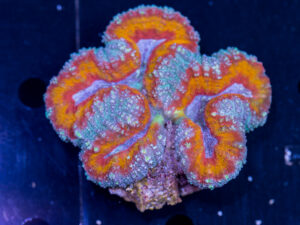 Lobophyllia