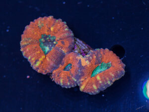 Lobophyllia