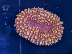 Lobophyllia
