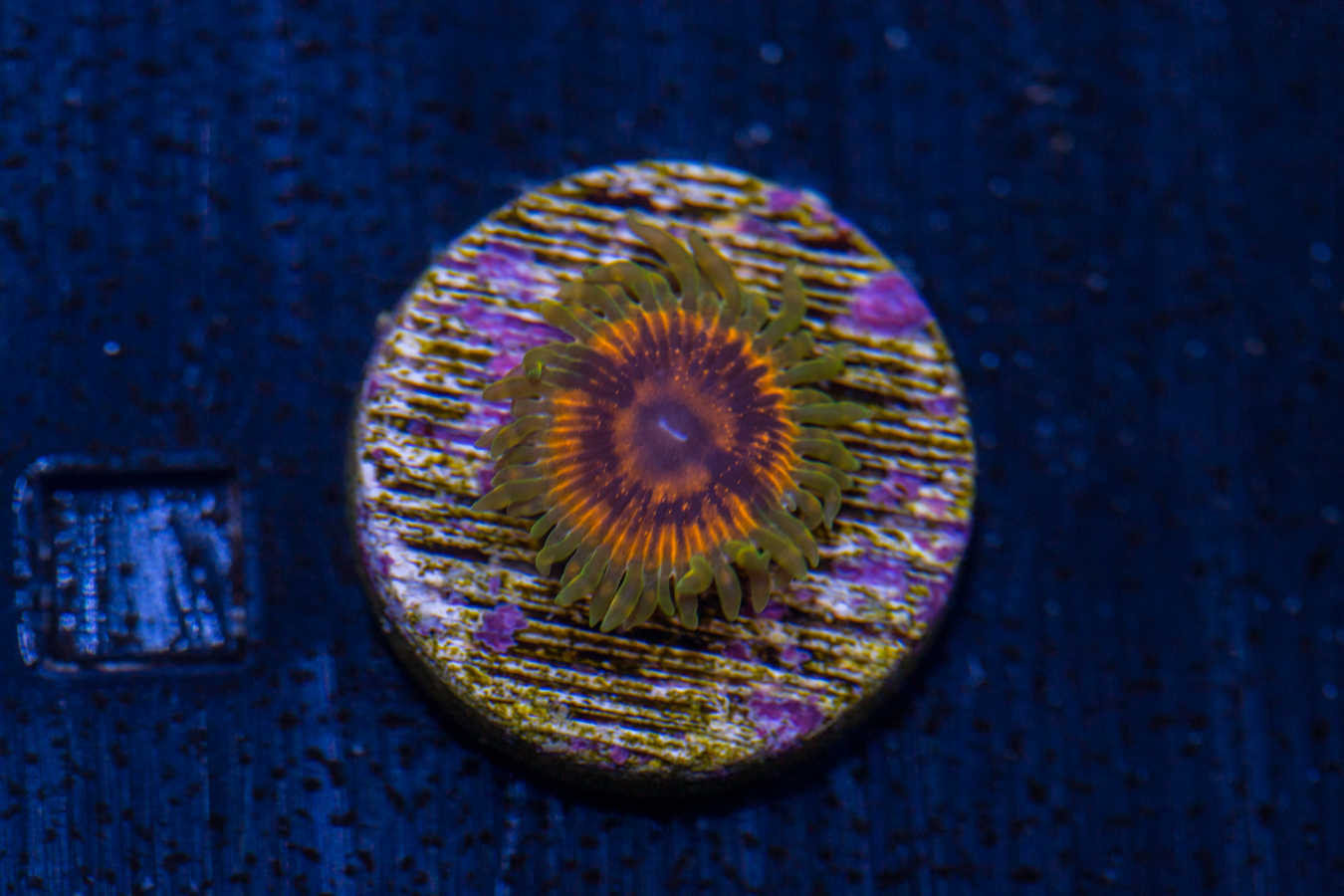 Zoanthids - Adonis 1 Zoanthids - Adonis