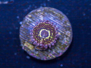 Zoanthids - Stratosphere