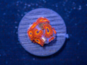 Zoanthids - Diabolique