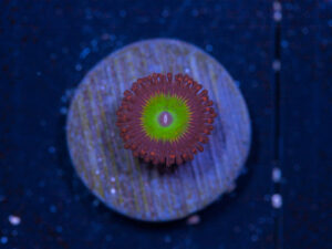 Zoanthids - Candy Apple