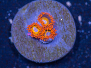 Zoanthids - BBEB