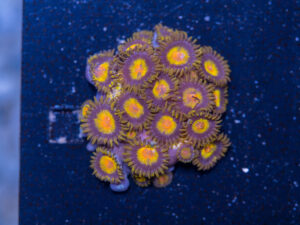 Zoanthids - King Midas