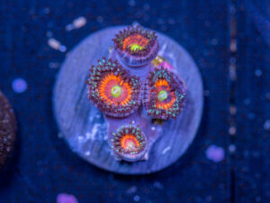 Zoanthids - Everlasting Gobstopper