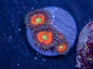 Zoanthids - Everlasting Gobstopper