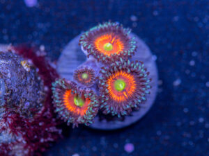 Zoanthids - Everlasting Gobstopper