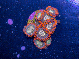 Zoanthids