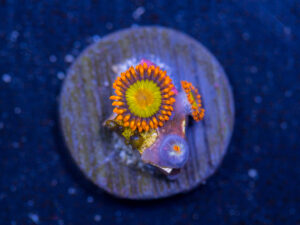 Zoanthids - Mandarin Orange