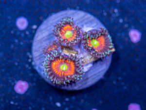 Zoanthids - Everlasting Gobstopper