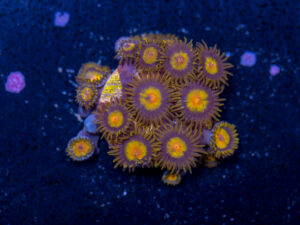 Zoanthids - King Midas