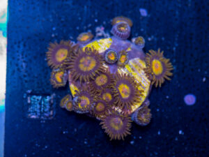 Zoanthids - King Midas