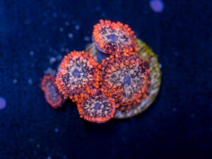 Zoanthids - Utter Chaos