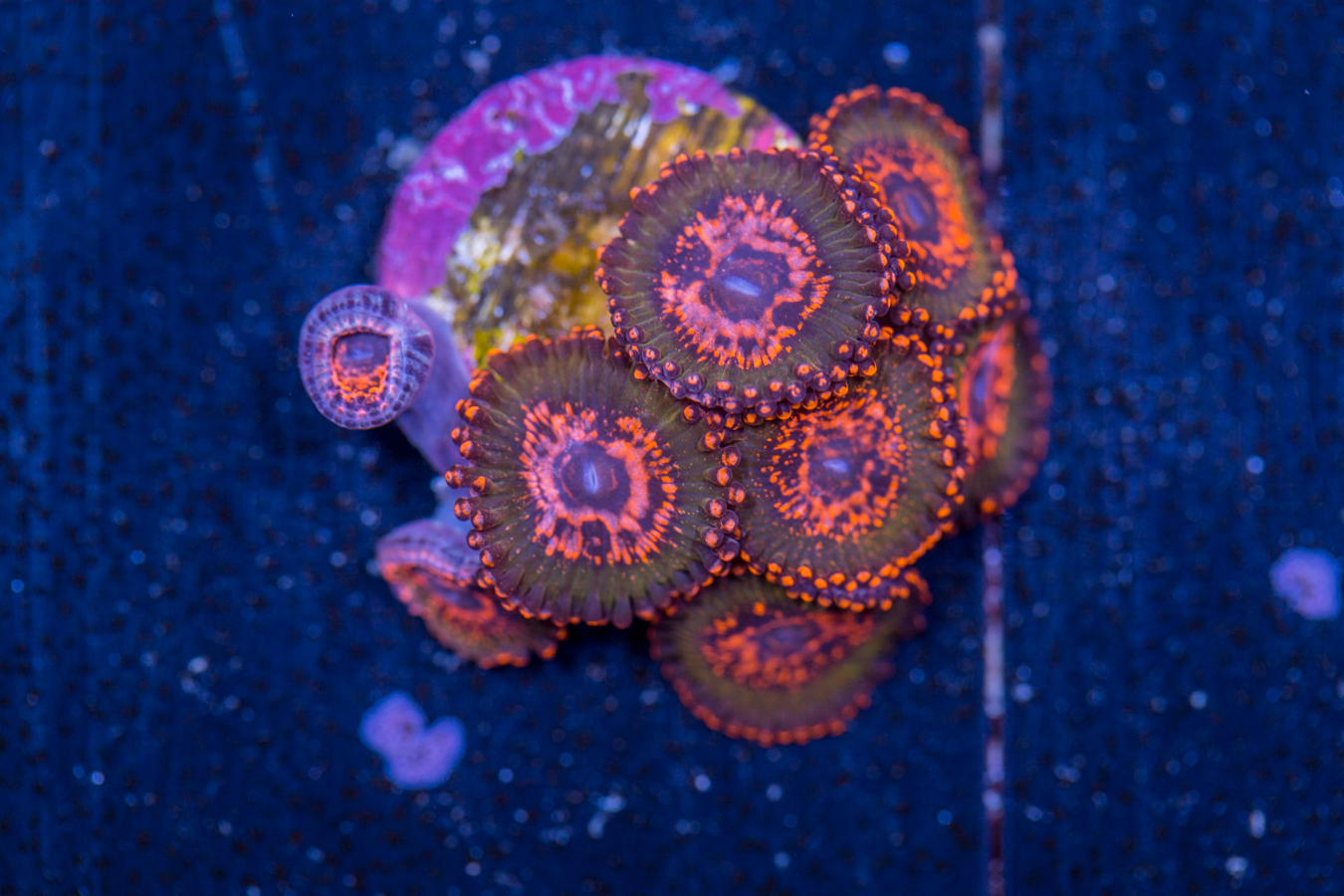 Zoanthids - JF Azz Krak 1 Zoanthids - JF Azz Krak