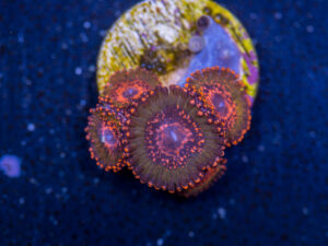 Zoanthids - JF Azz Krak