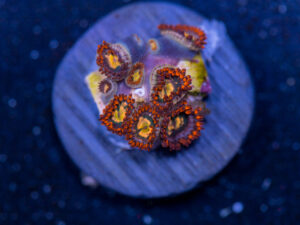 Zoanthids