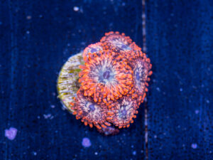 Zoanthids - Utter Chaos