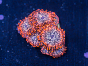 Zoanthids - Utter Chaos