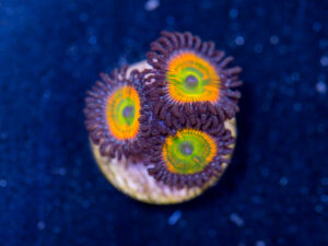 Zoanthids - Sunny D