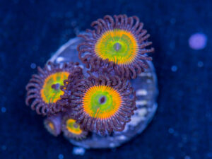 Zoanthids - Sunny D