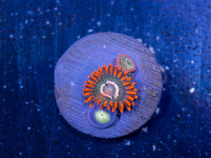 Zoanthids