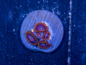 Zoanthids - Red Hornet