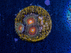 Zoanthids - Rainbow Incinerator