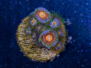 Zoanthids - Rainbow Incinerator / Pinwheel