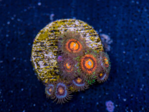Zoanthids - Rainbow Incinerator